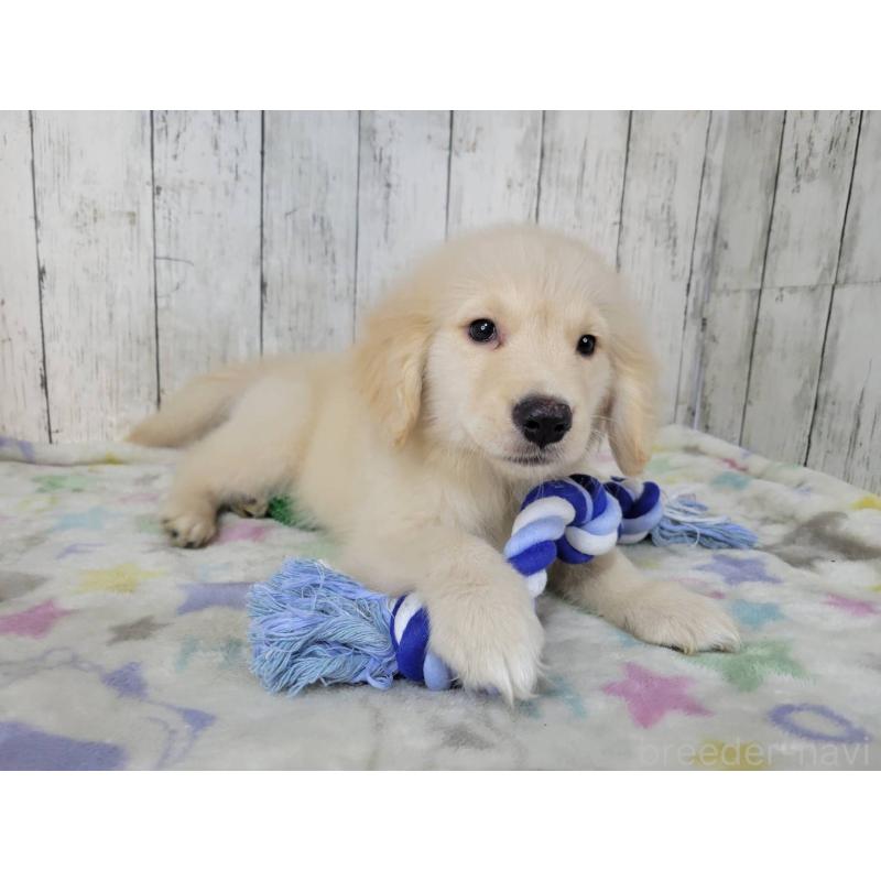 販売中の三重県のゴールデンレトリーバー-456910の5枚目