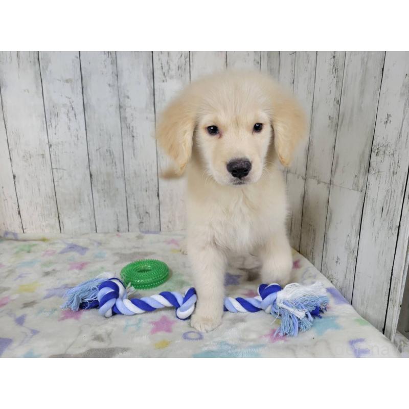 販売中の三重県のゴールデンレトリーバー-456910の4枚目