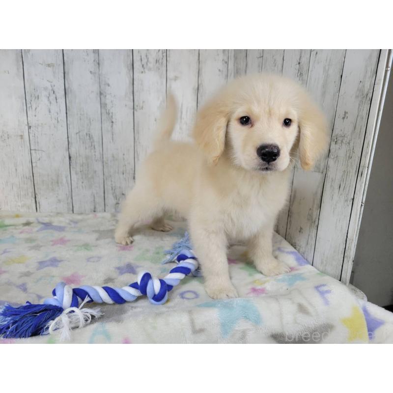 販売中の三重県のゴールデンレトリーバー-456910の3枚目