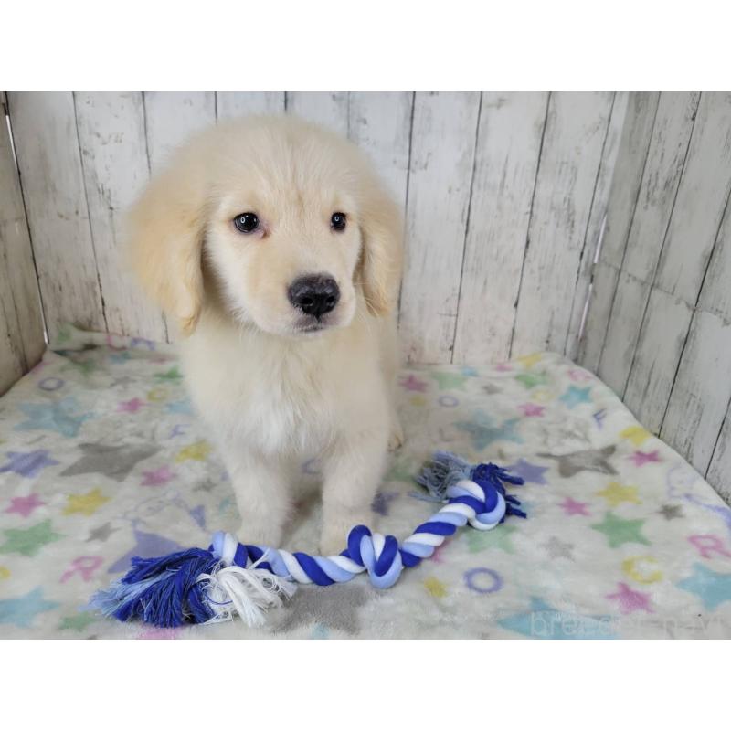 販売中の三重県のゴールデンレトリーバー-456910の2枚目