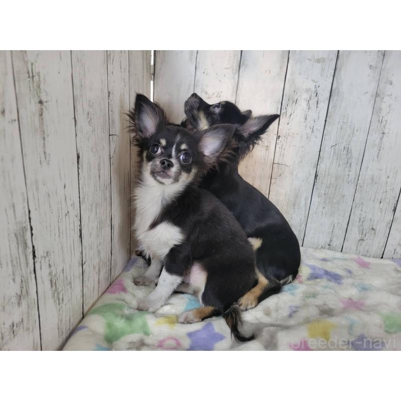 販売中の三重県のチワワ(ロングコート)-456911の3枚目