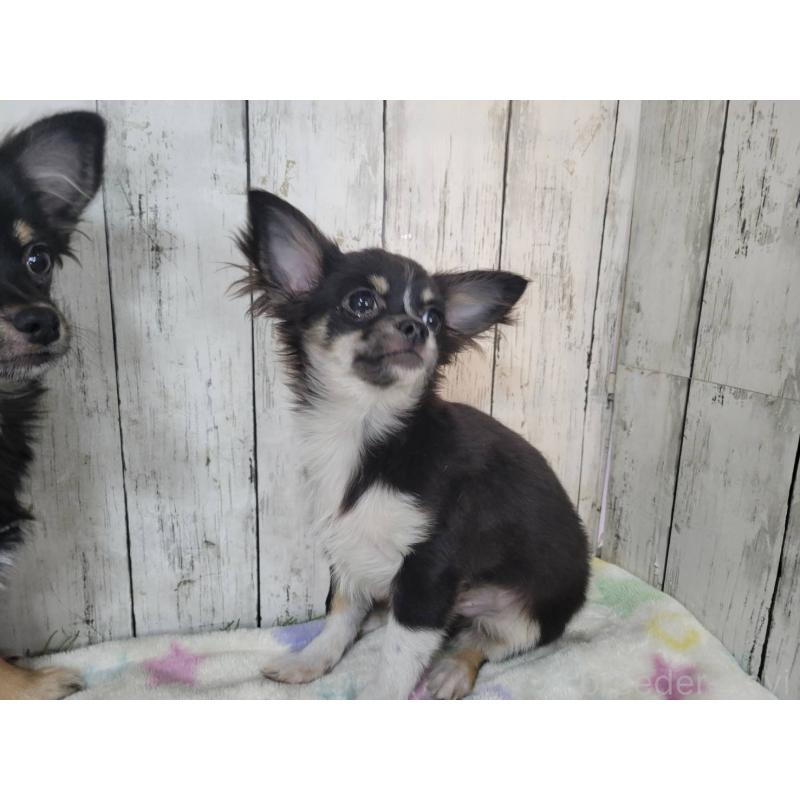 販売中の三重県のチワワ(ロングコート)-456911の4枚目