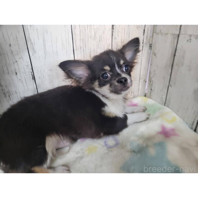 販売中の三重県のチワワ(ロングコート)-456911の2枚目