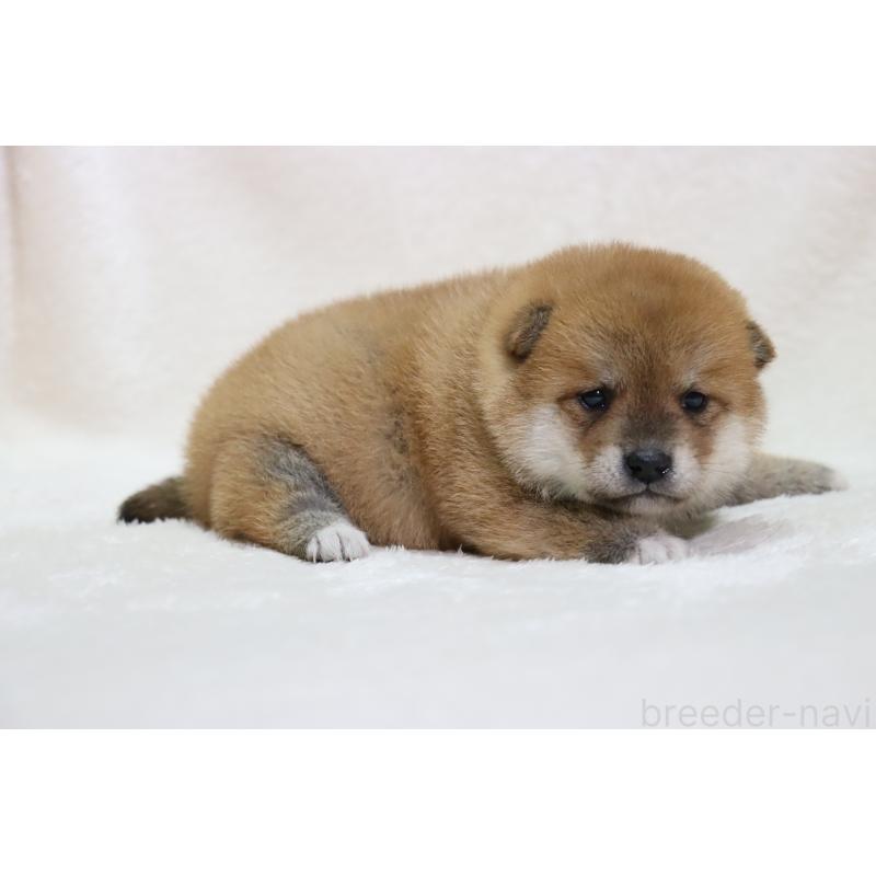 販売中の滋賀県の柴犬-456912の6枚目