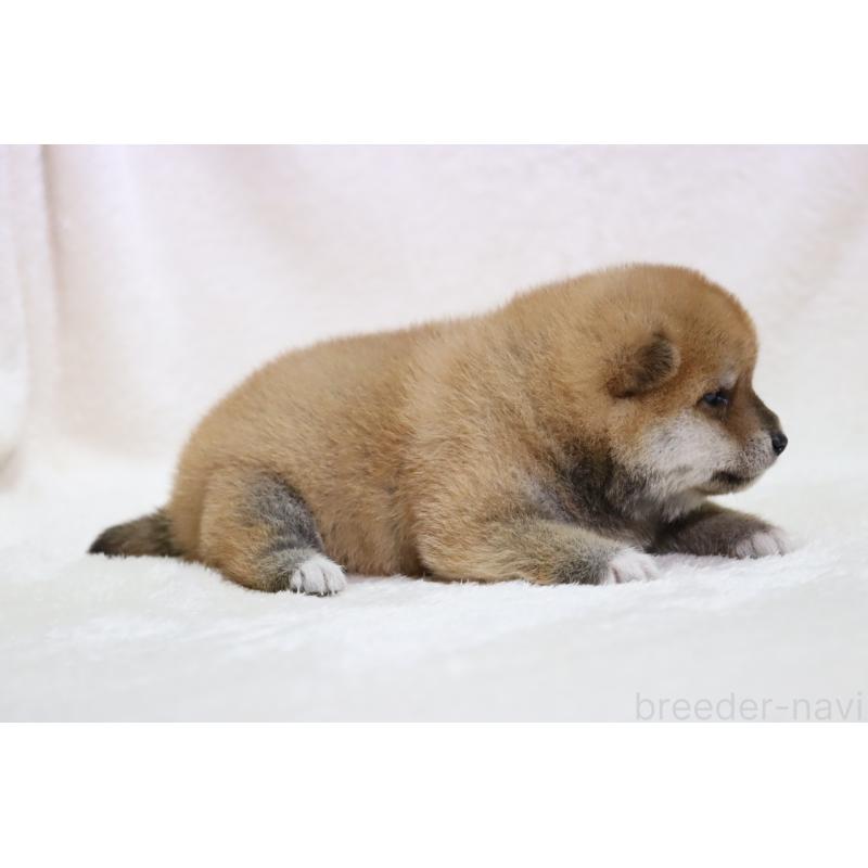 販売中の滋賀県の柴犬-456912の4枚目