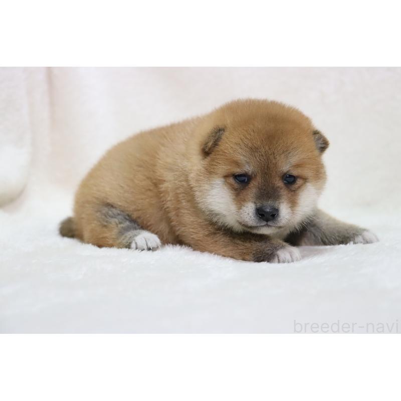 販売中の滋賀県の柴犬-456912の3枚目