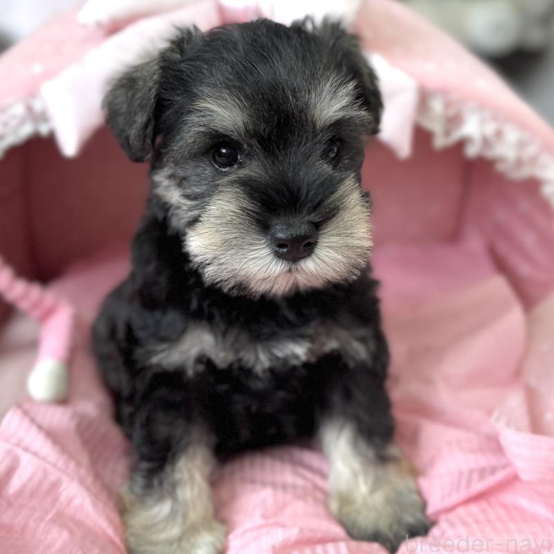 販売中の大阪府のミニチュアシュナウザー-456915の9枚目