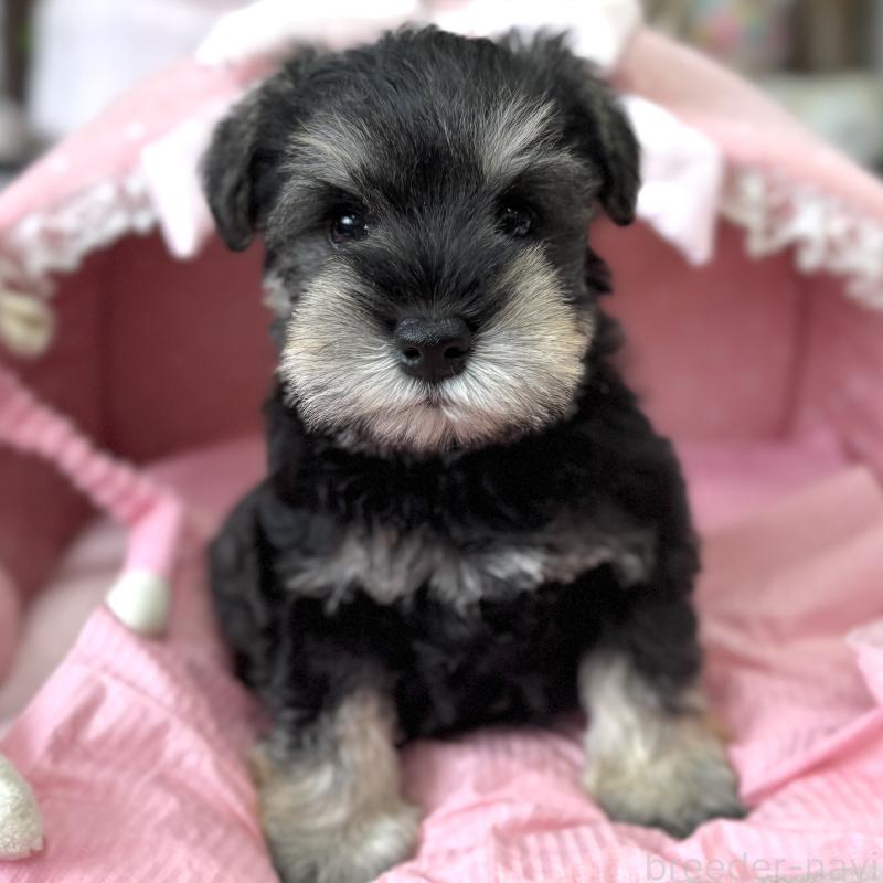 販売中の大阪府のミニチュアシュナウザー-456915の8枚目