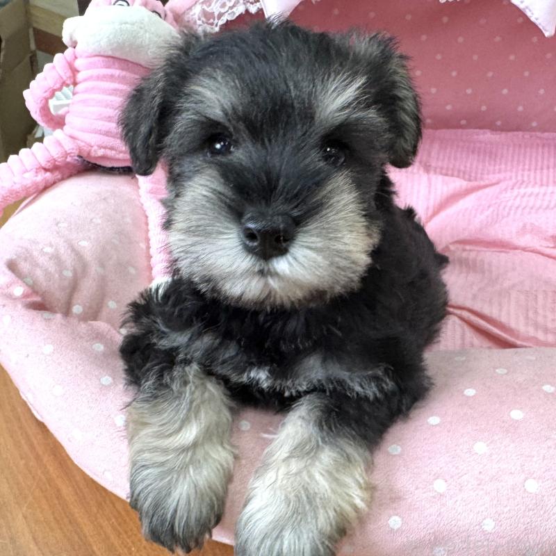 販売中の大阪府のミニチュアシュナウザー-456915の7枚目