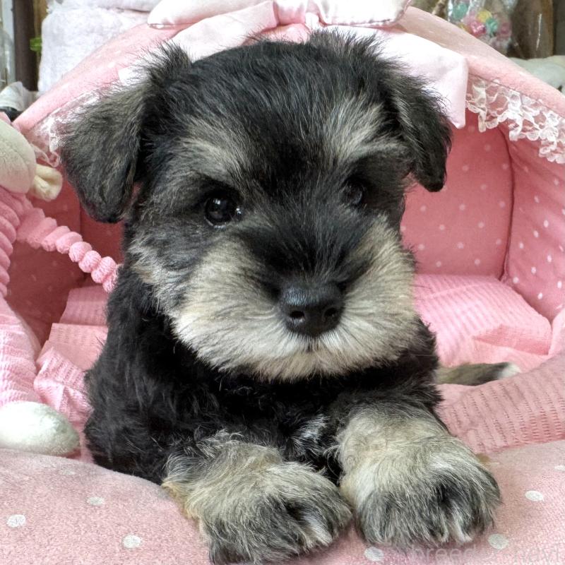 販売中の大阪府のミニチュアシュナウザー-456915の6枚目