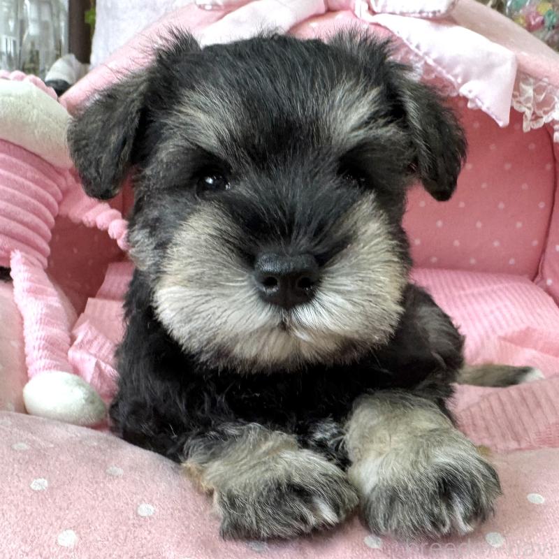 販売中の大阪府のミニチュアシュナウザー-456915の5枚目