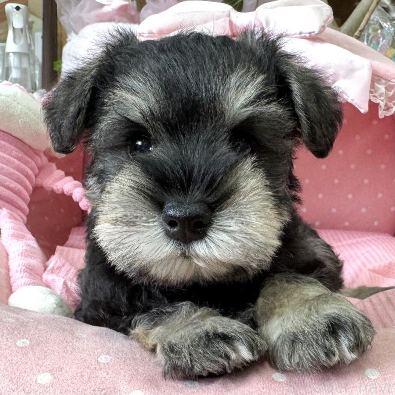 販売中の大阪府のミニチュアシュナウザー-456915の4枚目