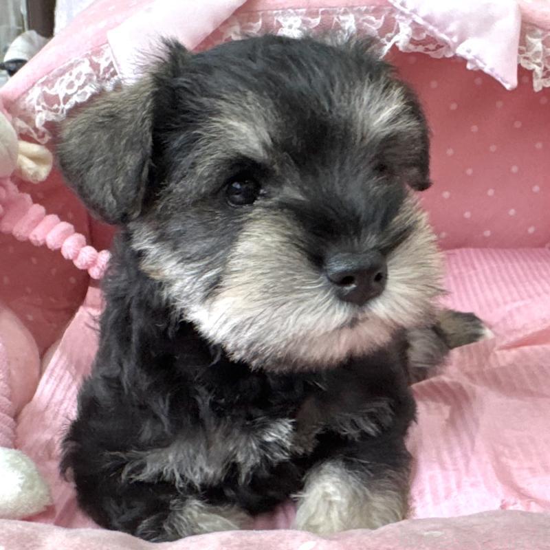 販売中の大阪府のミニチュアシュナウザー-456915の3枚目