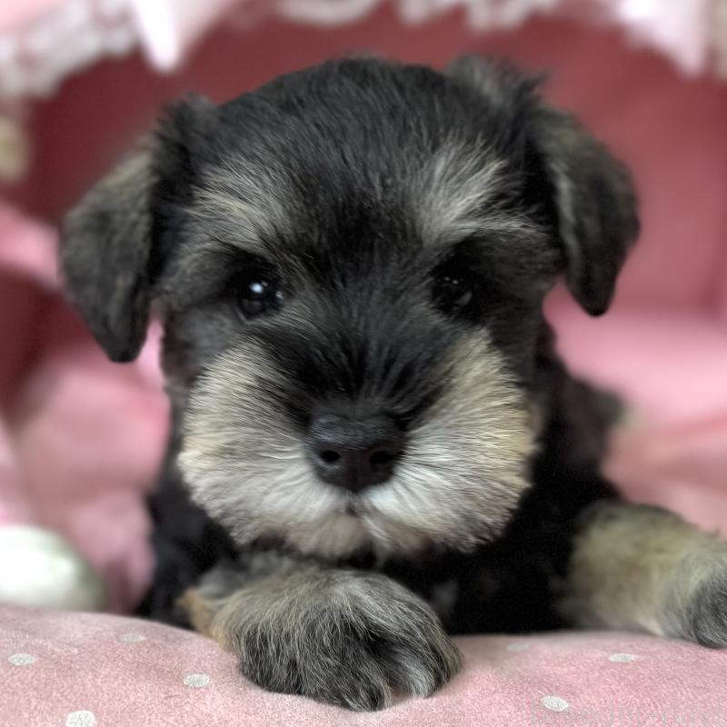 販売中の大阪府のミニチュアシュナウザー-456915の2枚目