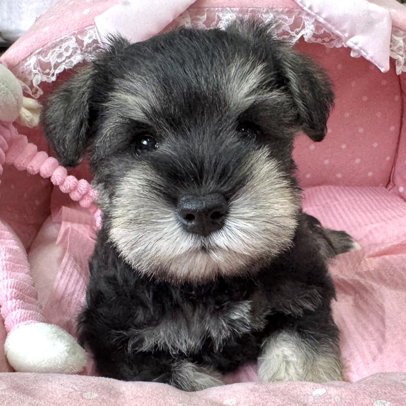 販売中の大阪府のミニチュアシュナウザー-456915