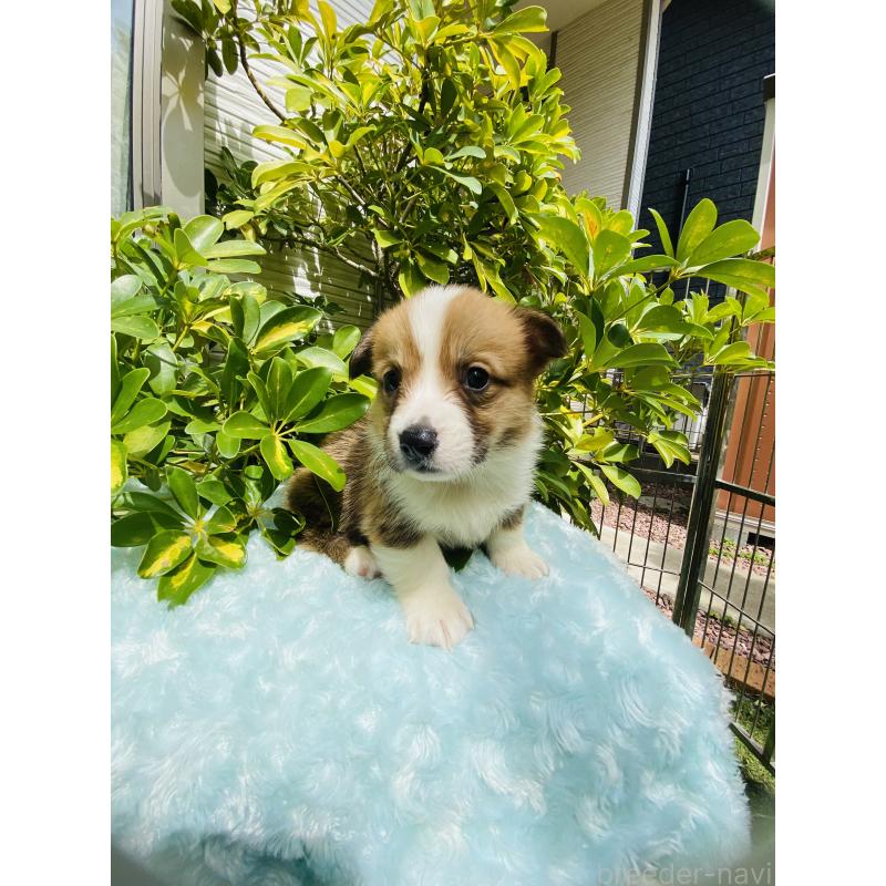 販売中の千葉県のウェルシュコーギーペンブローク-456917の8枚目