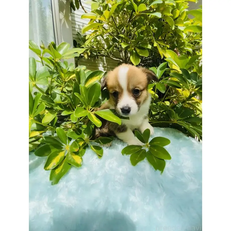 販売中の千葉県のウェルシュコーギーペンブローク-456917の7枚目