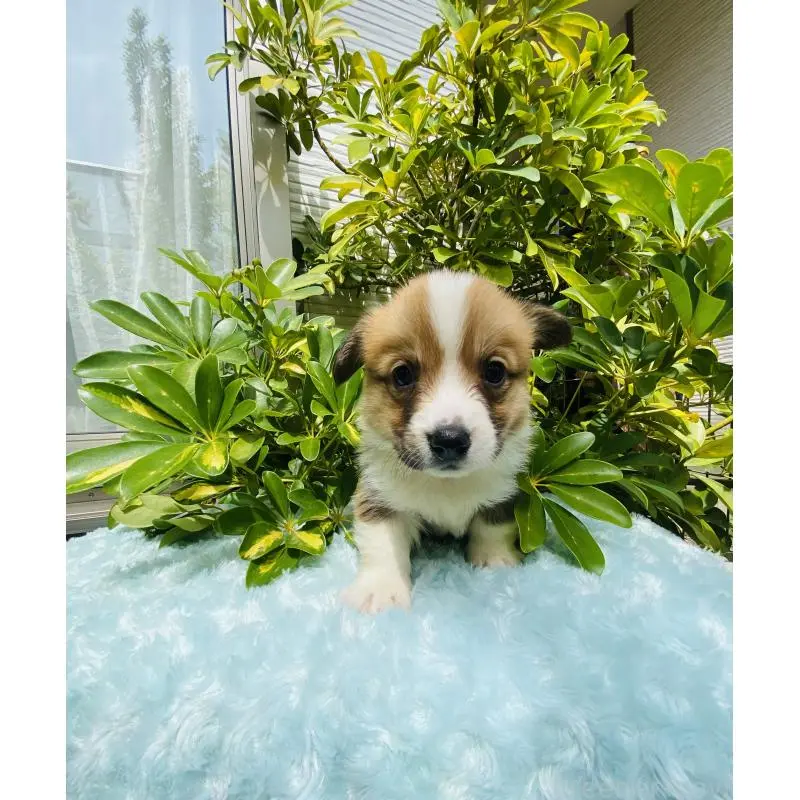 販売中の千葉県のウェルシュコーギーペンブローク-456917の6枚目