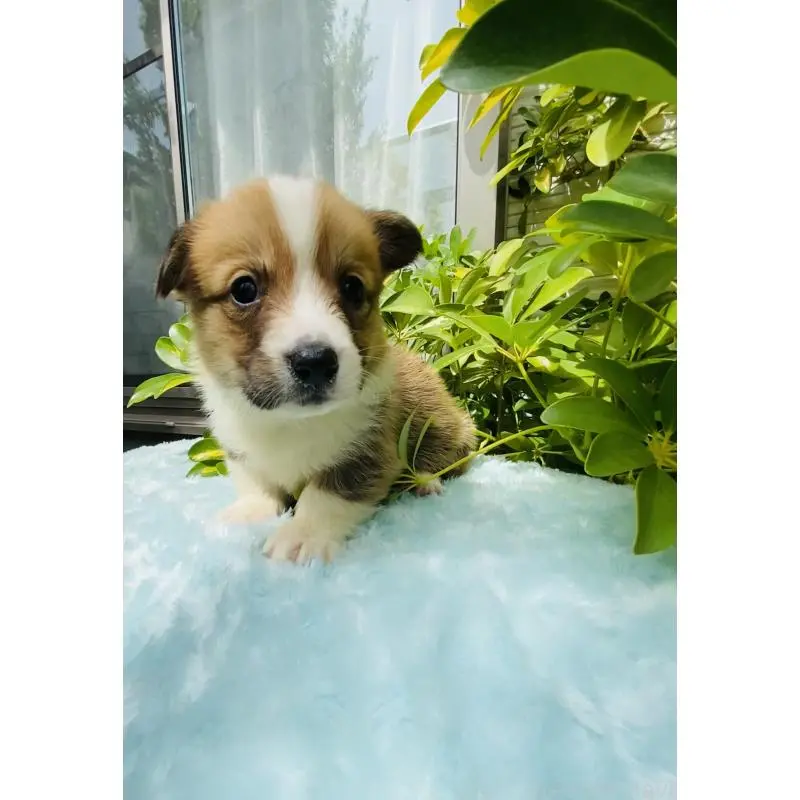 販売中の千葉県のウェルシュコーギーペンブローク-456917の5枚目