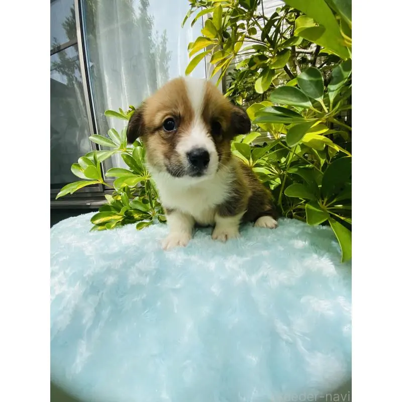 販売中の千葉県のウェルシュコーギーペンブローク-456917の4枚目