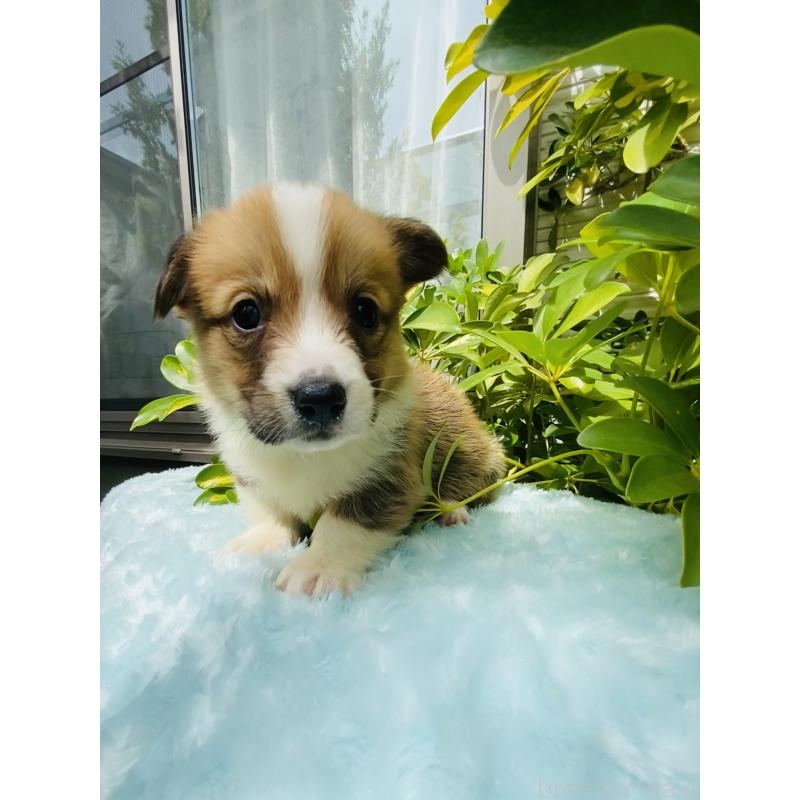 販売中の千葉県のウェルシュコーギーペンブローク-456917の3枚目