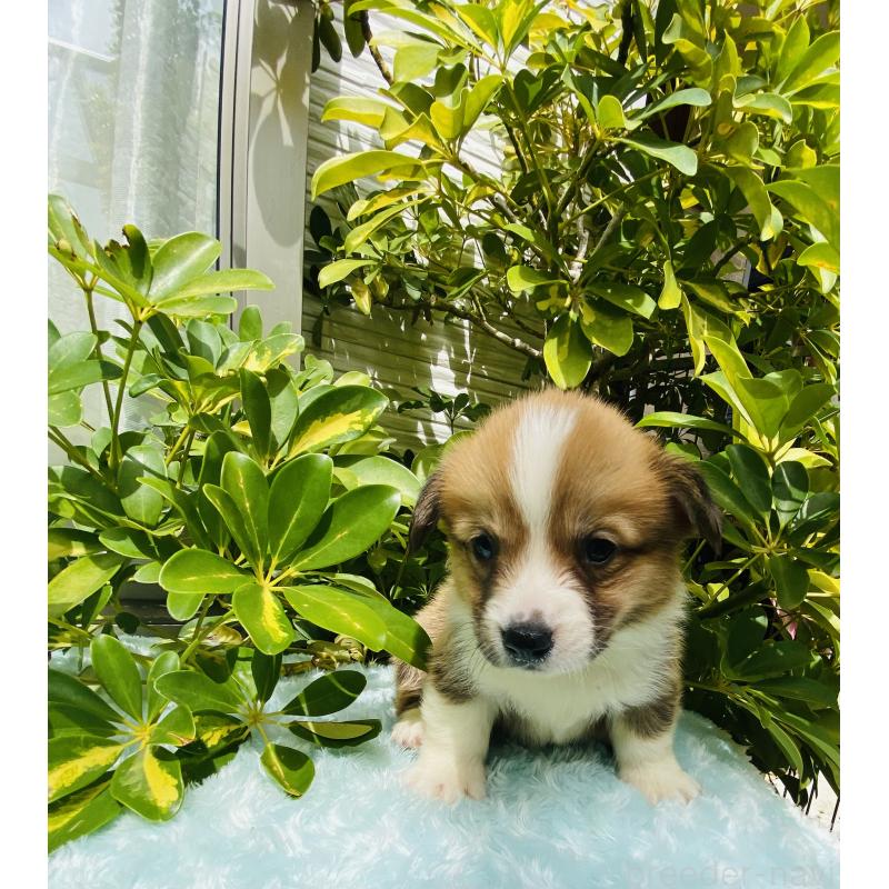 販売中の千葉県のウェルシュコーギーペンブローク-456917