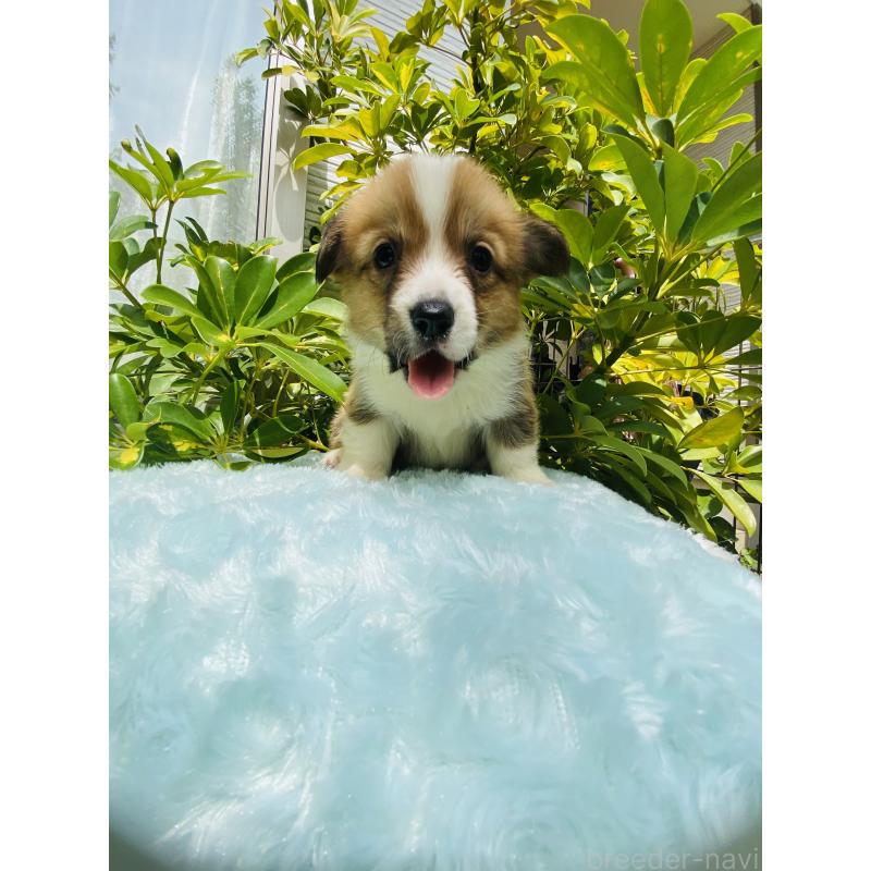 販売中の千葉県のウェルシュコーギーペンブローク-456917の2枚目