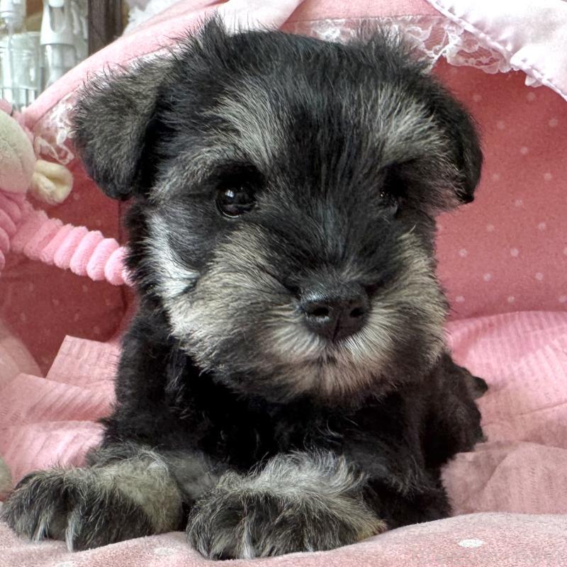 販売中の大阪府のミニチュアシュナウザー-456921の9枚目