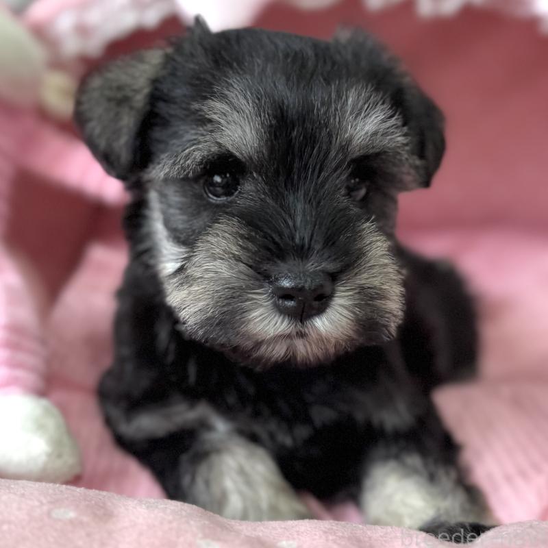 販売中の大阪府のミニチュアシュナウザー-456921の8枚目