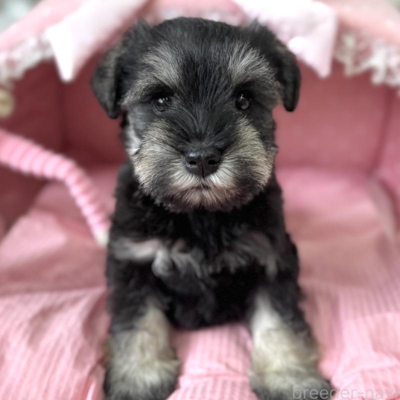 販売中の大阪府のミニチュアシュナウザー-456921の7枚目