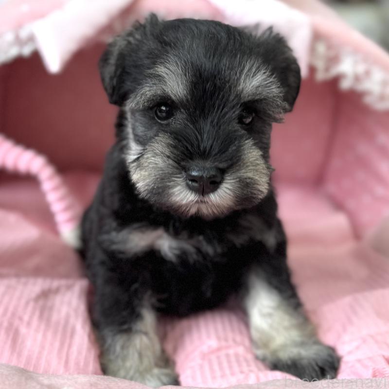 販売中の大阪府のミニチュアシュナウザー-456921の6枚目