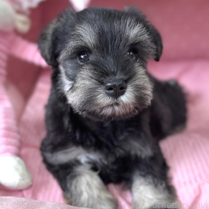 販売中の大阪府のミニチュアシュナウザー-456921の5枚目