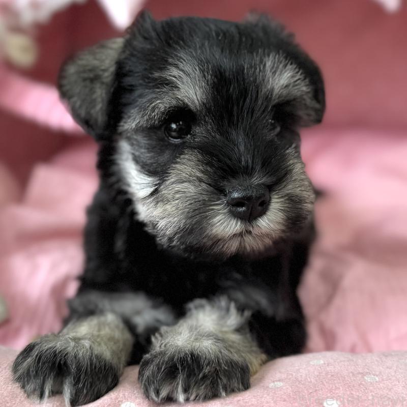 販売中の大阪府のミニチュアシュナウザー-456921の4枚目