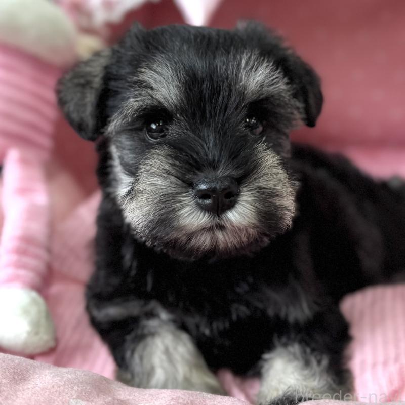 販売中の大阪府のミニチュアシュナウザー-456921の3枚目