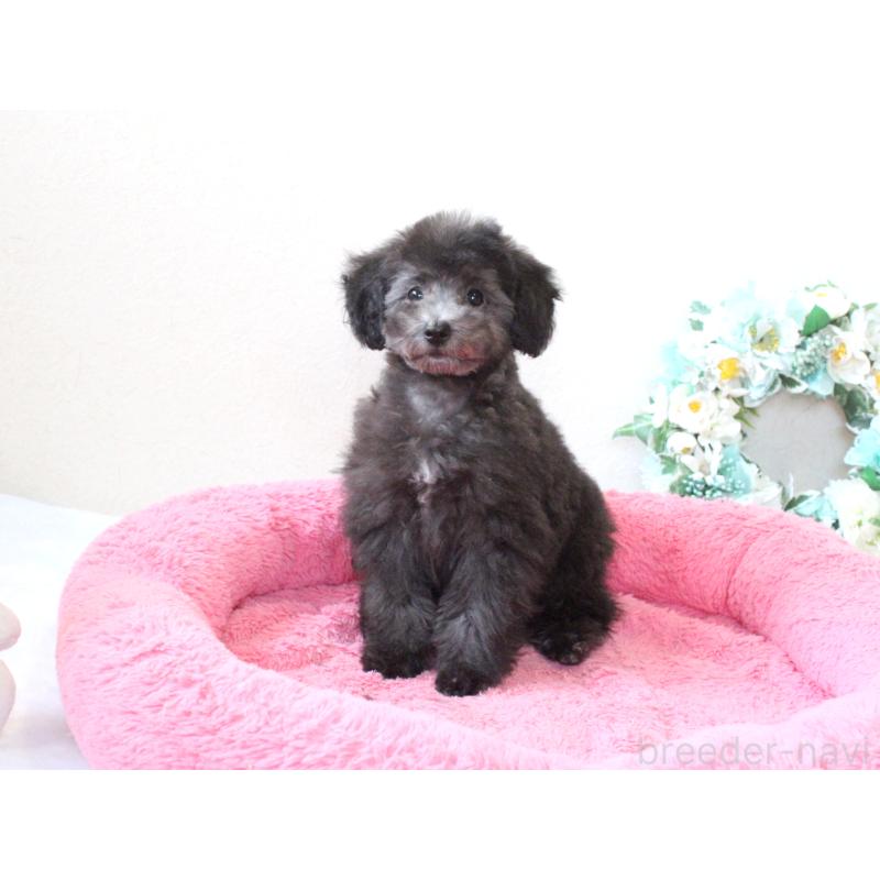 販売中の兵庫県のタイニープードル-446299の9枚目