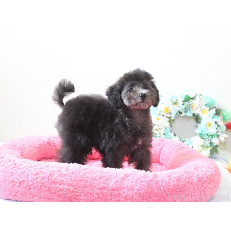 販売中の兵庫県のタイニープードル-446299の8枚目