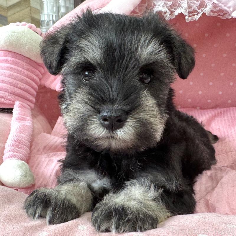 販売中の大阪府のミニチュアシュナウザー-456921の2枚目