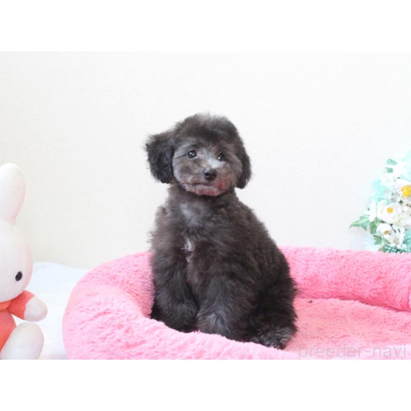 販売中の兵庫県のタイニープードル-446299の4枚目