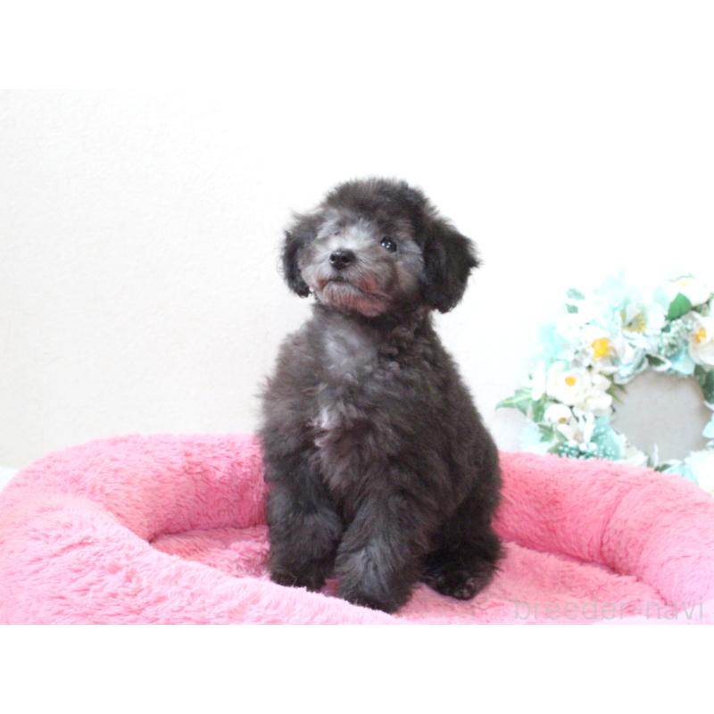 販売中の兵庫県のタイニープードル-446299の2枚目