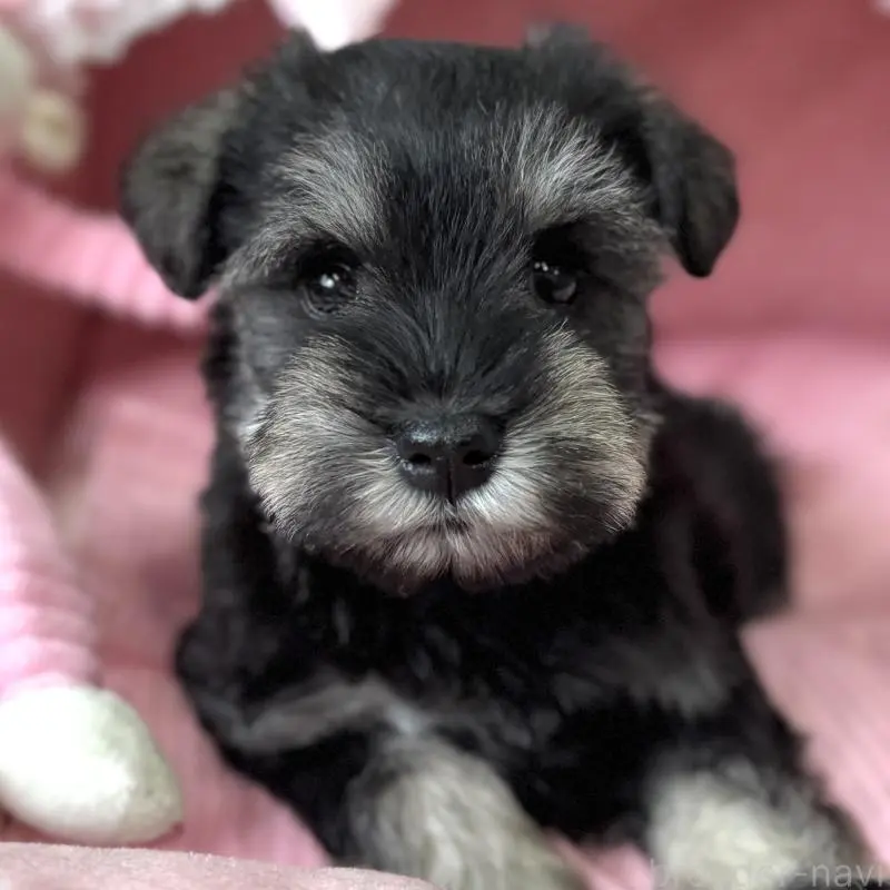 販売中の大阪府のミニチュアシュナウザー-456921