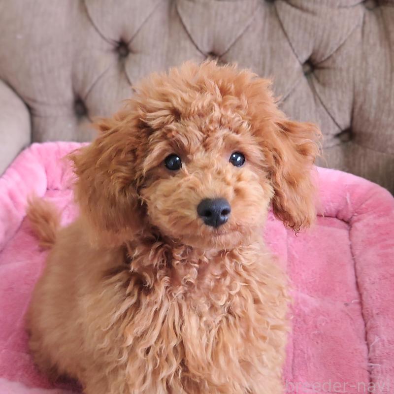 ♂︎タイニープードル