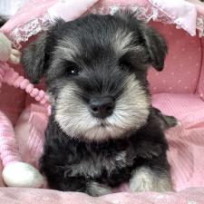 ♀︎ミニチュアシュナウザー