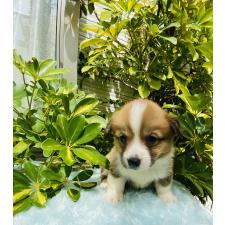 ♀︎ウェルシュコーギーペンブローク