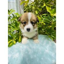 ♀︎ウェルシュコーギーペンブローク