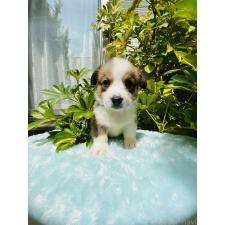 ♀︎ウェルシュコーギーペンブローク