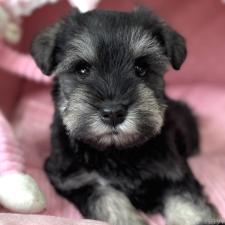 ♀︎ミニチュアシュナウザー