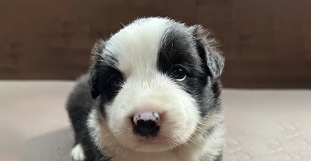 受賞ブリーダーの子犬