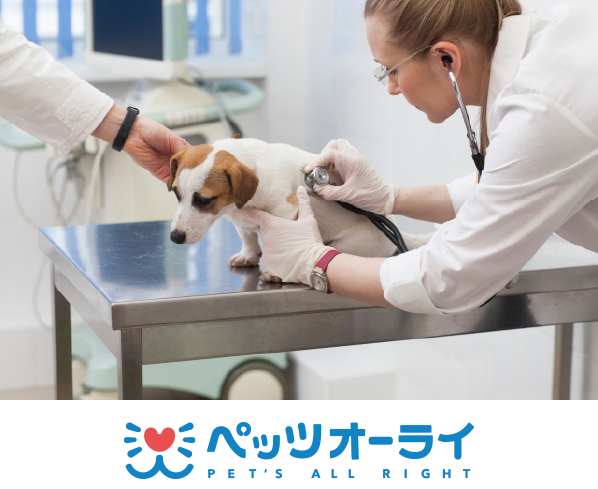 ペッツオーライ
