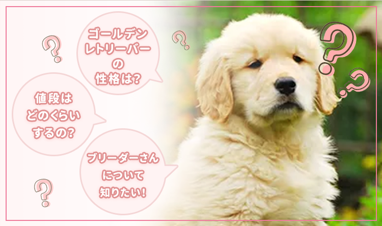 ゴールデンレトリーバー ブリーダーナビ