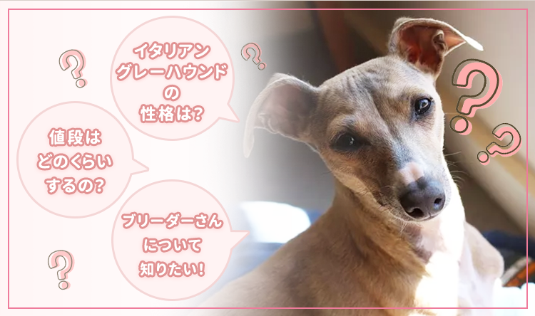 イタリアングレーハウンド イタグレ ブリーダーナビ
